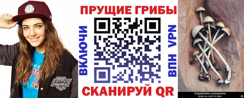 сколько стоит  Шелехов  Галлюциногенные грибы GOLDEN TEACHER 